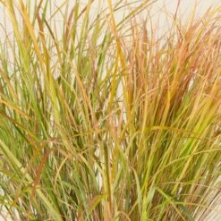 Anemanthele Lessoniana 20 Anemanthele Lessoniana -Plant Discount Store CGA 2 2 scaled 1