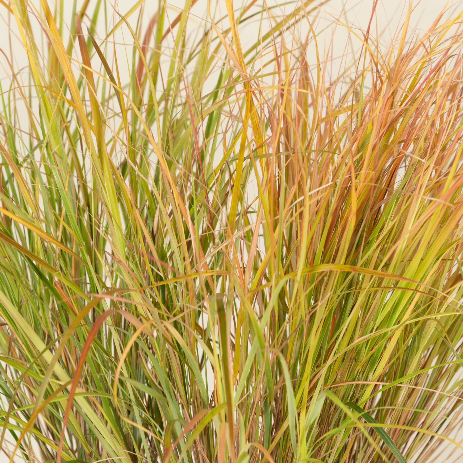 Anemanthele Lessoniana 10 Anemanthele Lessoniana - Image 10