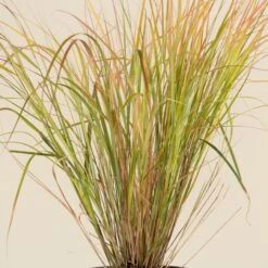 Anemanthele Lessoniana 17 Anemanthele Lessoniana -Plant Discount Store CGA 2 3 scaled 1