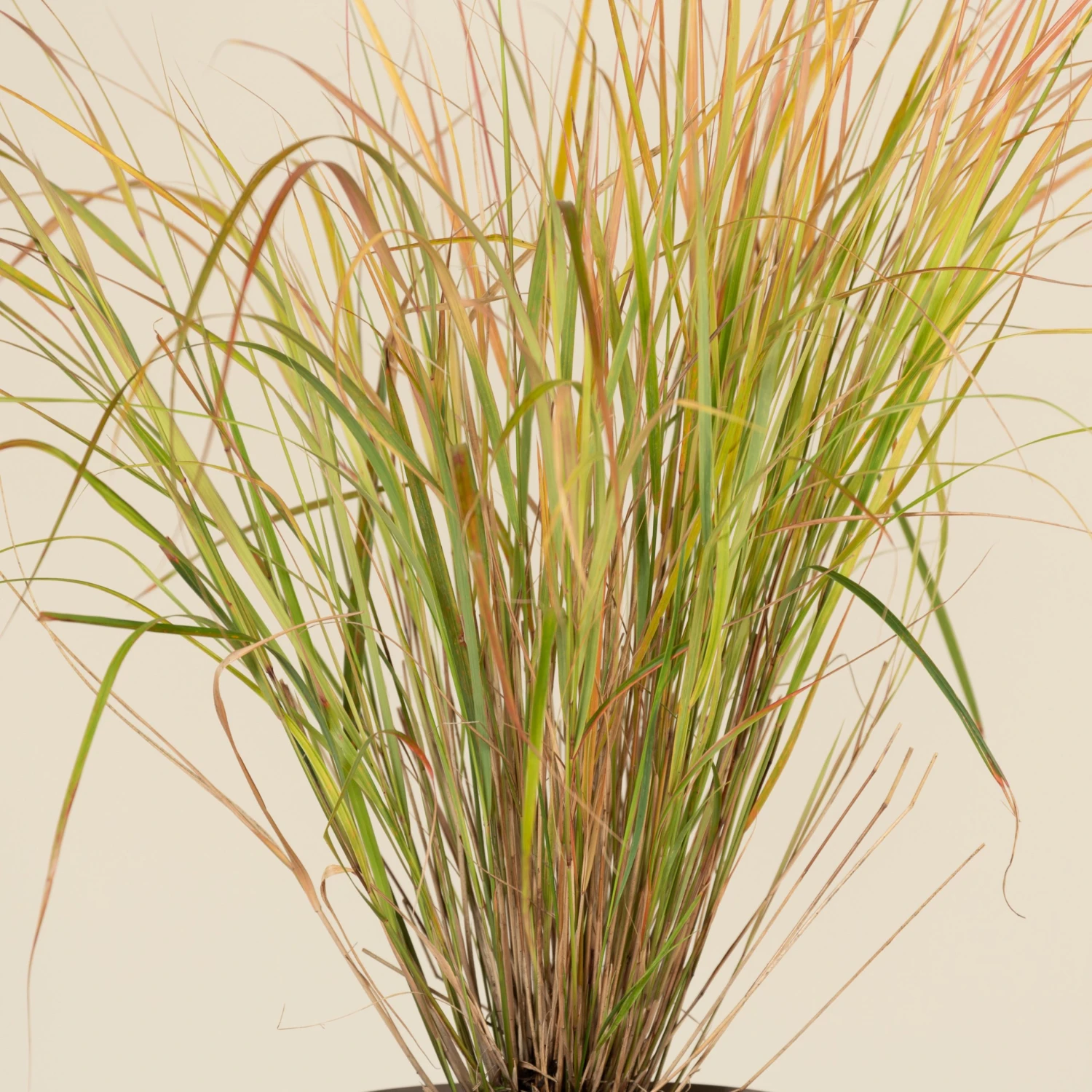 Anemanthele Lessoniana 7 Anemanthele Lessoniana - Image 7