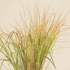 Anemanthele Lessoniana 15 Anemanthele Lessoniana -Plant Discount Store CGA 2 4 scaled 1