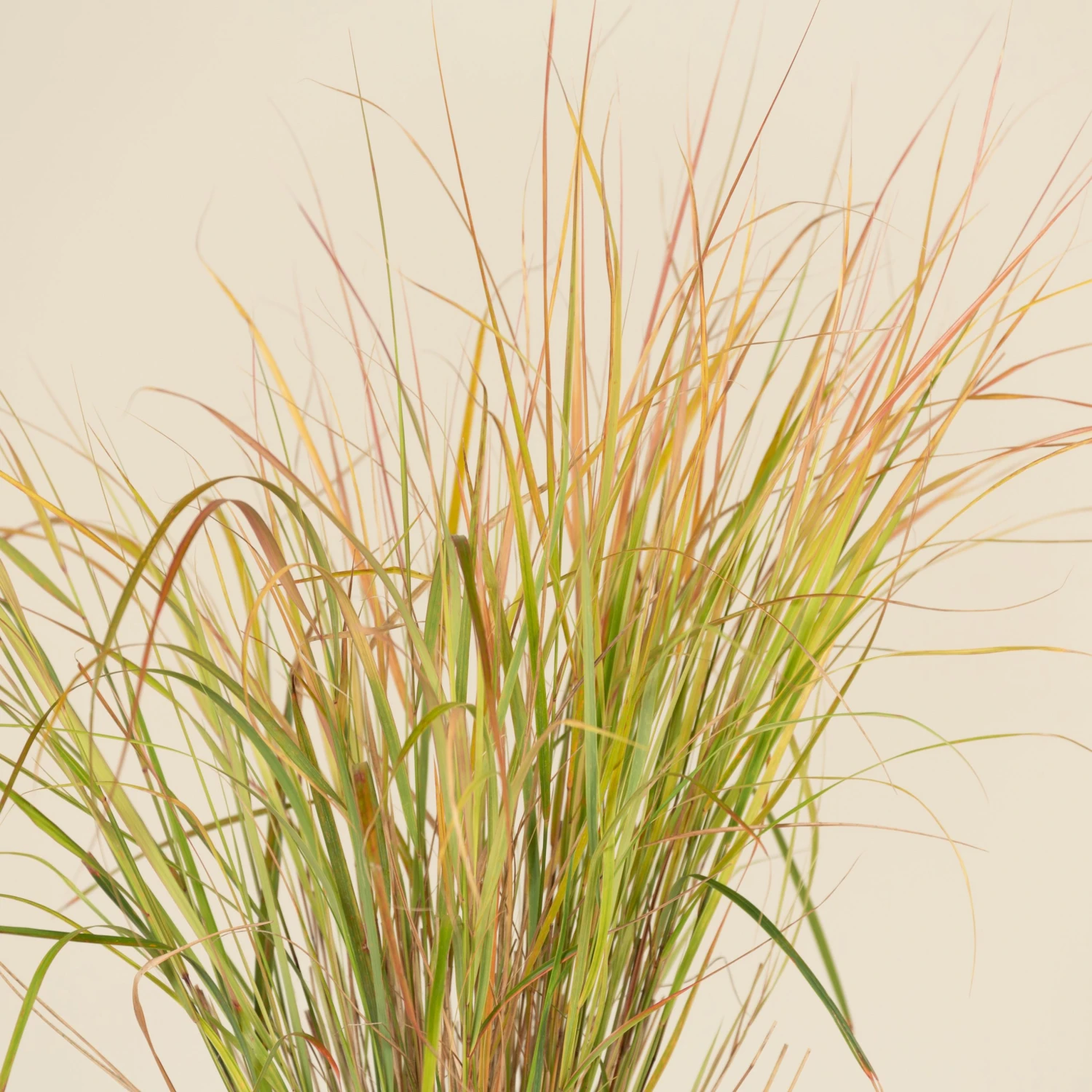 Anemanthele Lessoniana 5 Anemanthele Lessoniana - Image 5