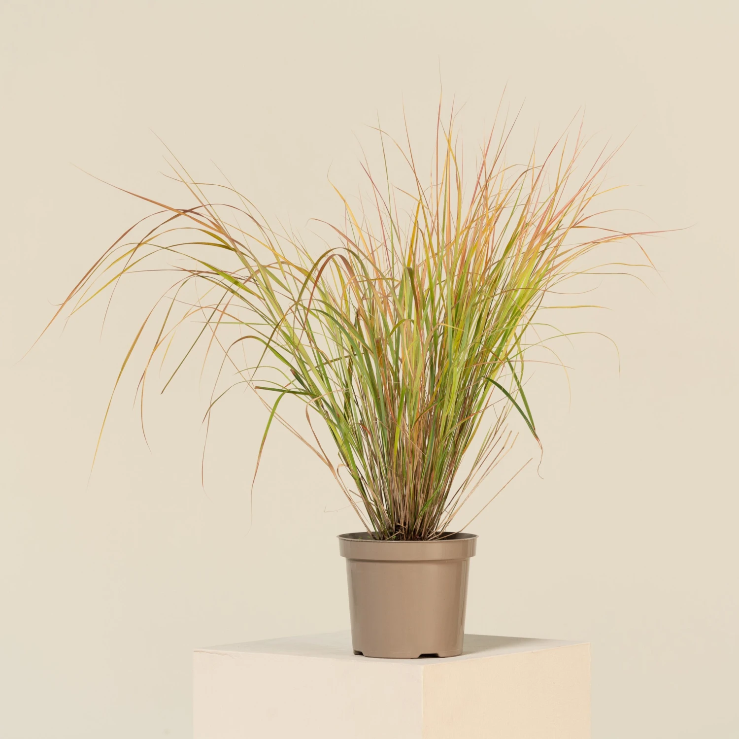 Anemanthele Lessoniana 1 Anemanthele Lessoniana