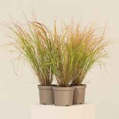 Anemanthele Lessoniana 13 Anemanthele Lessoniana -Plant Discount Store CGA 2 6 scaled 1