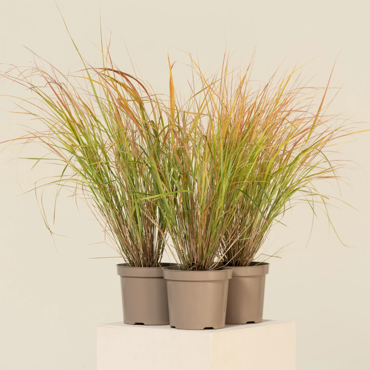 Anemanthele Lessoniana 3 Anemanthele Lessoniana - Image 3