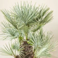 Chamaerops Humilis Var. Cerifera 7 Chamaerops Humilis Var. Cerifera -Plant Discount Store CHC 30 1 scaled 1