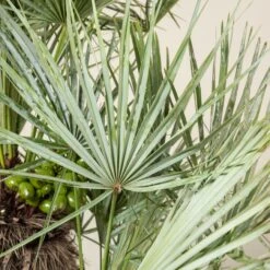 Chamaerops Humilis Var. Cerifera 8 Chamaerops Humilis Var. Cerifera -Plant Discount Store CHC 30 2 scaled 1