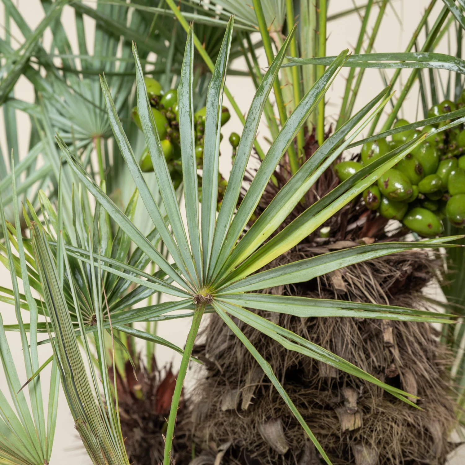 Chamaerops Humilis Var. Cerifera 2 Chamaerops Humilis Var. Cerifera - Image 2