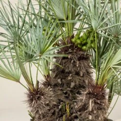 Chamaerops Humilis Var. Cerifera 9 Chamaerops Humilis Var. Cerifera -Plant Discount Store CHC 30 4 scaled 1