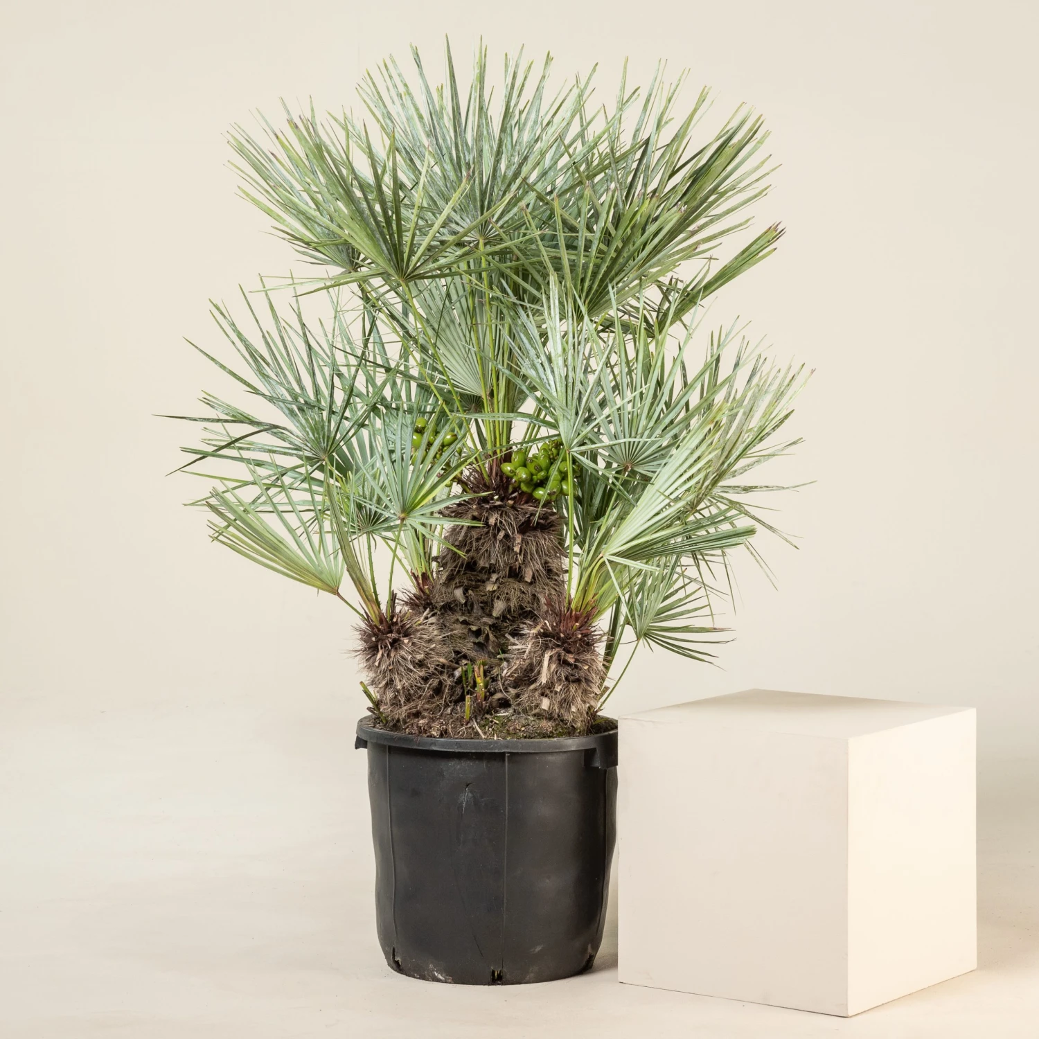 Chamaerops Humilis Var. Cerifera 1 Chamaerops Humilis Var. Cerifera