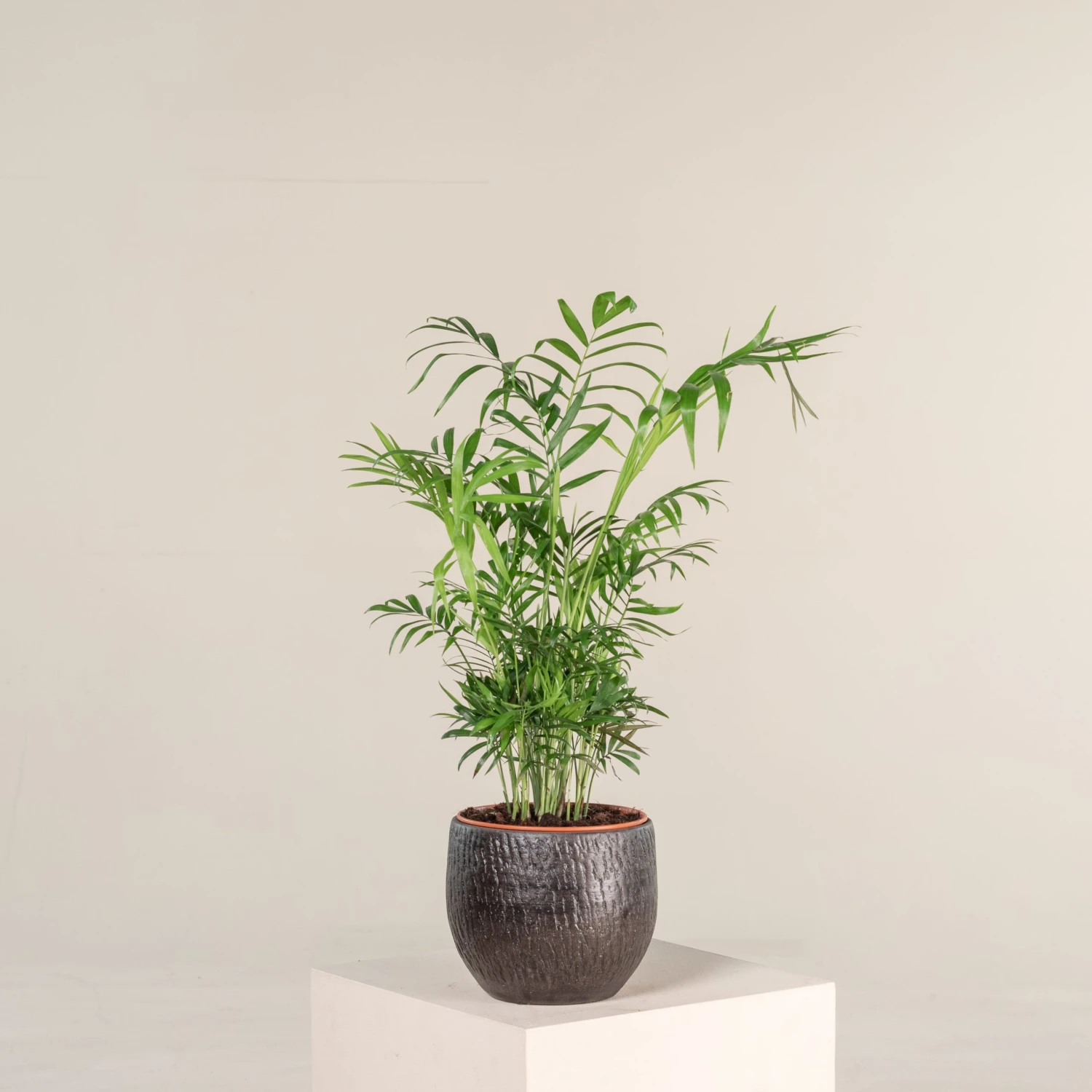 Chamaedorea Elegans 2 Chamaedorea Elegans - Image 2