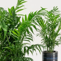 Chamaedorea Elegans 10 Chamaedorea Elegans -Plant Discount Store CHE 2