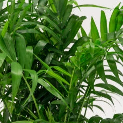 Chamaedorea Elegans 12 Chamaedorea Elegans -Plant Discount Store CHE