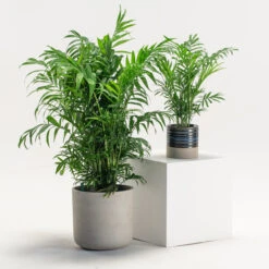 Chamaedorea Elegans 11 Chamaedorea Elegans -Plant Discount Store CHE 3