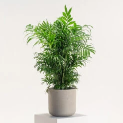 Chamaedorea Elegans 13 Chamaedorea Elegans -Plant Discount Store CHE 5