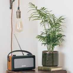 Chamaedorea Elegans 9 Chamaedorea Elegans -Plant Discount Store CHE S IND JF13 6 scaled 1