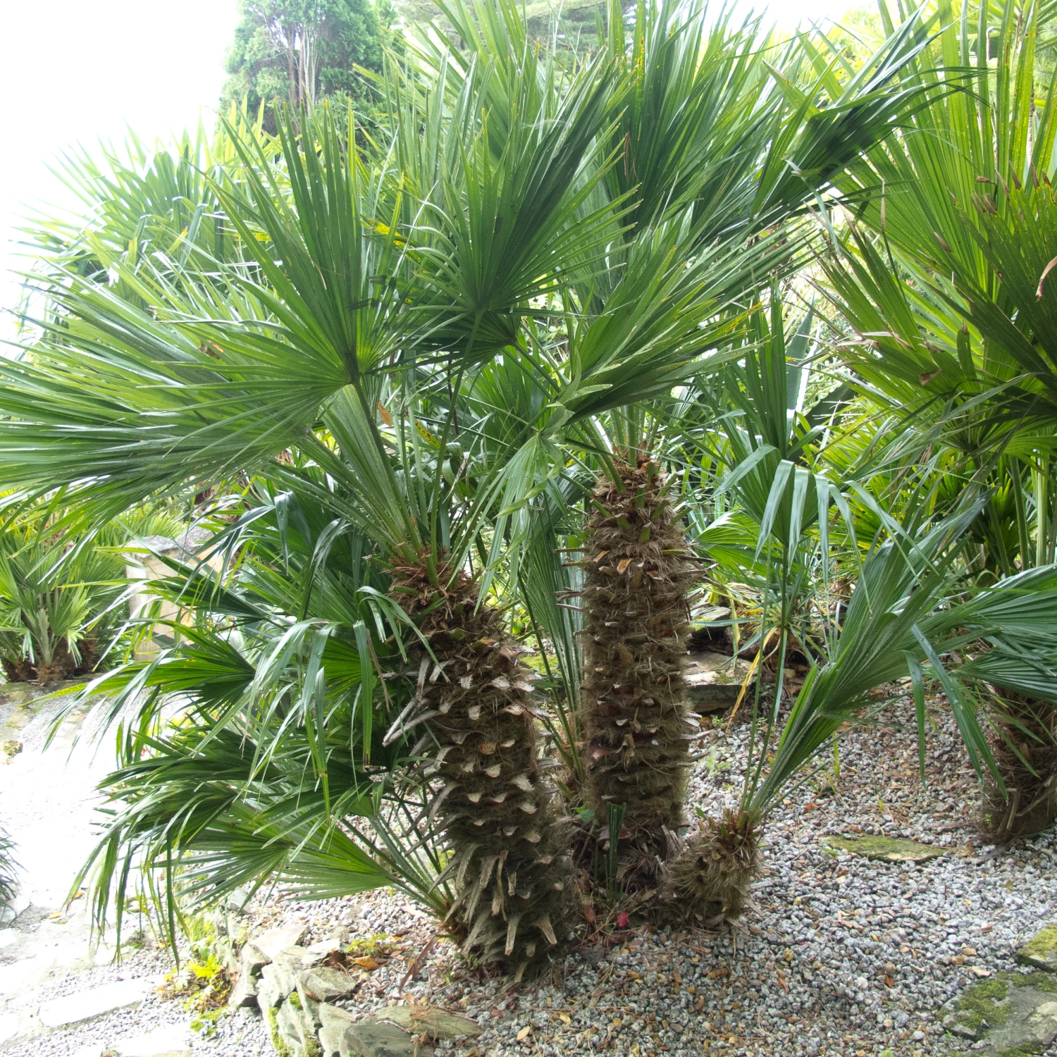 Chamaerops Humilis 12 Chamaerops Humilis - Image 12
