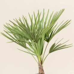 Chamaerops Humilis 21 Chamaerops Humilis -Plant Discount Store CHU 3 2 scaled 1