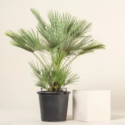 Chamaerops Humilis 34 Chamaerops Humilis -Plant Discount Store CHU 30 10 scaled 1