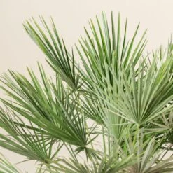 Chamaerops Humilis 31 Chamaerops Humilis -Plant Discount Store CHU 30 8 scaled 1