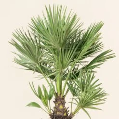 Chamaerops Humilis 25 Chamaerops Humilis -Plant Discount Store CHU 5 5 scaled 1