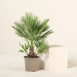 Chamaerops Humilis 27 Chamaerops Humilis -Plant Discount Store CHU 5 6 scaled 1