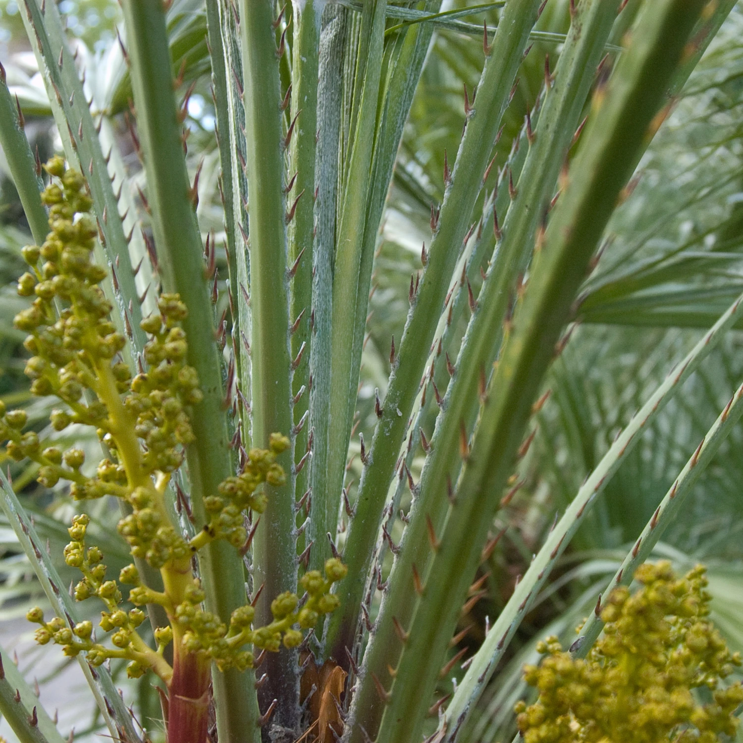 Chamaerops Humilis 9 Chamaerops Humilis - Image 9