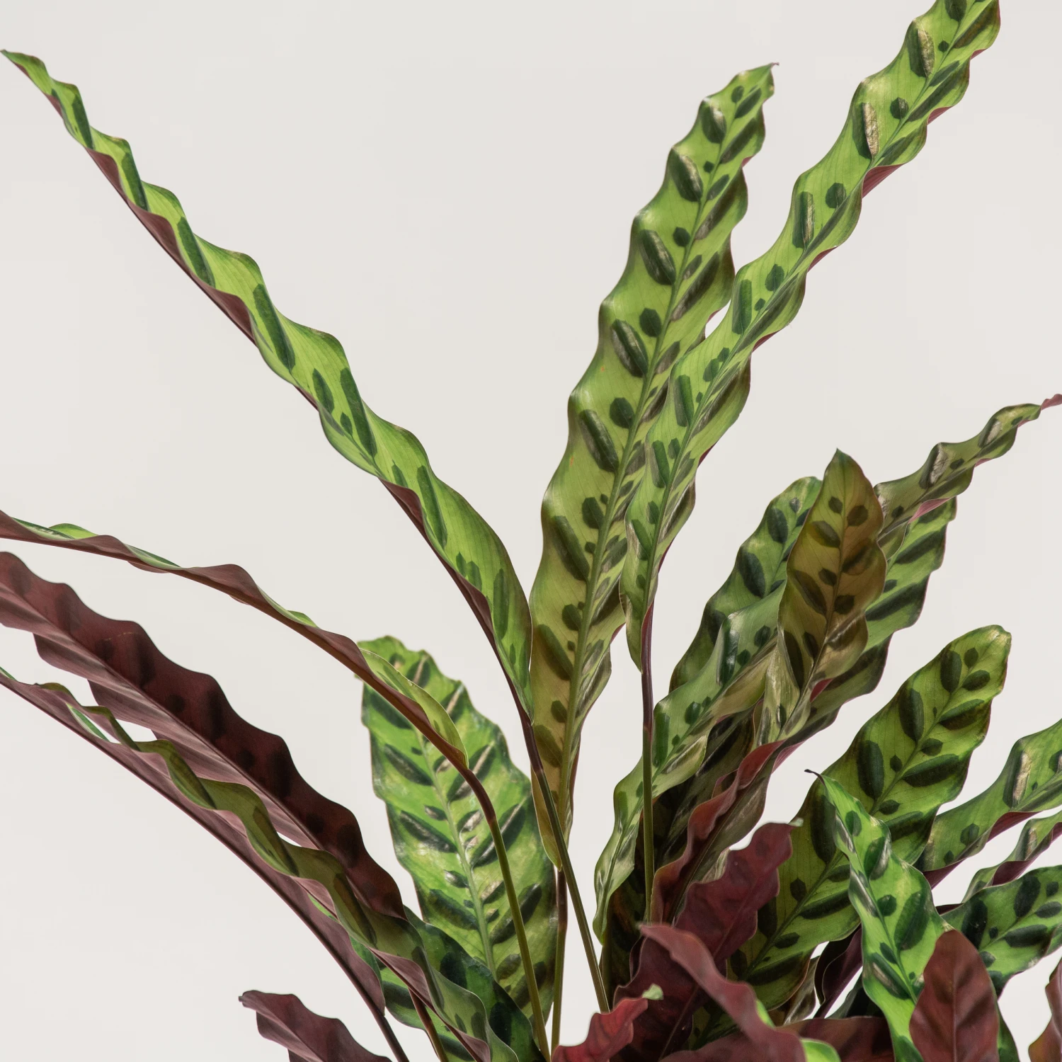 Calathea Insignis 2 Calathea Insignis - Image 2