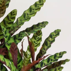 Calathea Insignis 5 Calathea Insignis -Plant Discount Store CIN