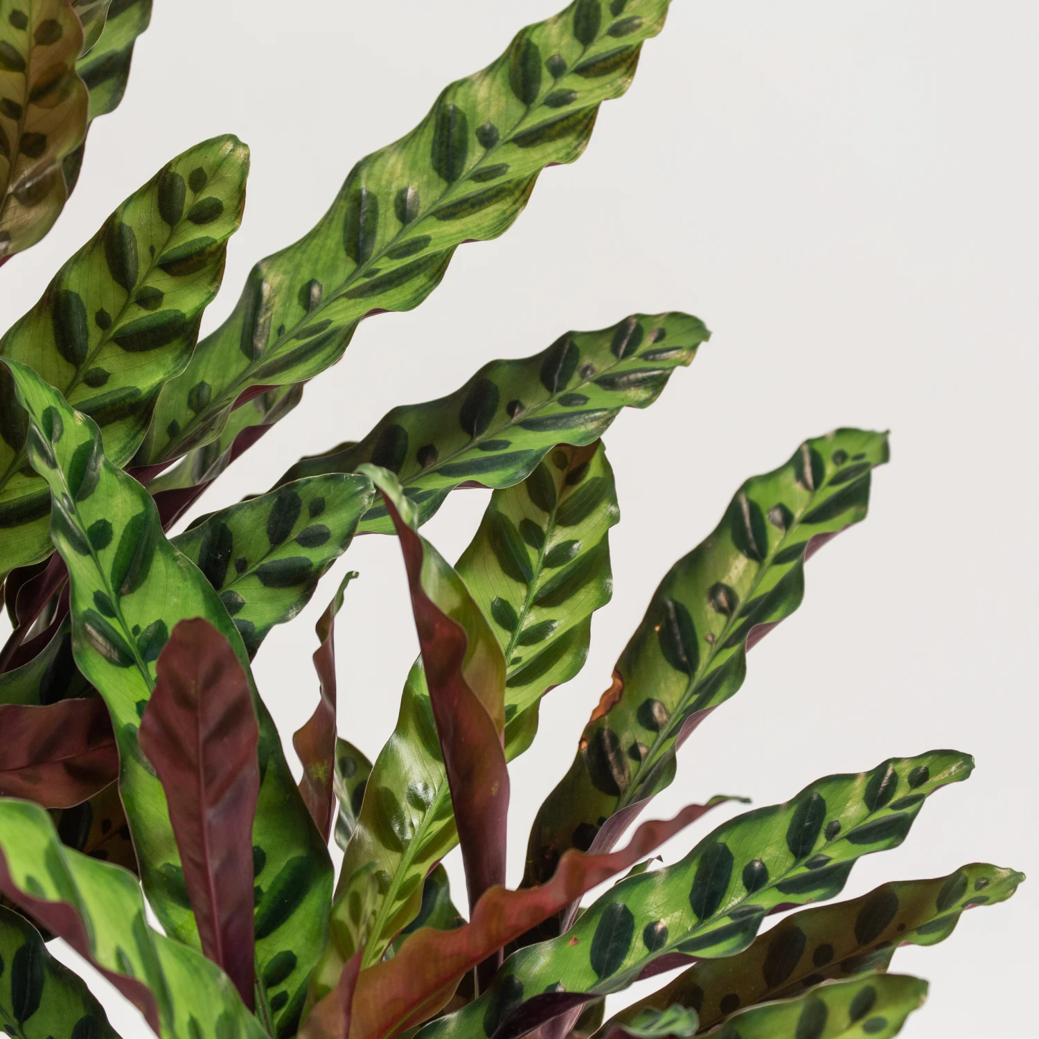 Calathea Insignis 3 Calathea Insignis - Image 3