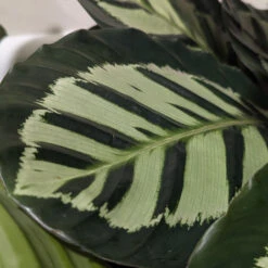 Calathea Roseopicta ‘Cora’ 10 Calathea Roseopicta ‘Cora’ -Plant Discount Store CLH 62769b24e6e9d