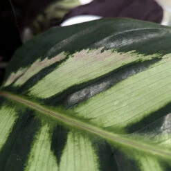Calathea Roseopicta ‘Cora’ 11 Calathea Roseopicta ‘Cora’ -Plant Discount Store CLH 62769b279a071