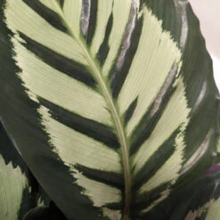 Calathea Roseopicta ‘Cora’ 13 Calathea Roseopicta ‘Cora’ -Plant Discount Store CLH 62769b2c792e4