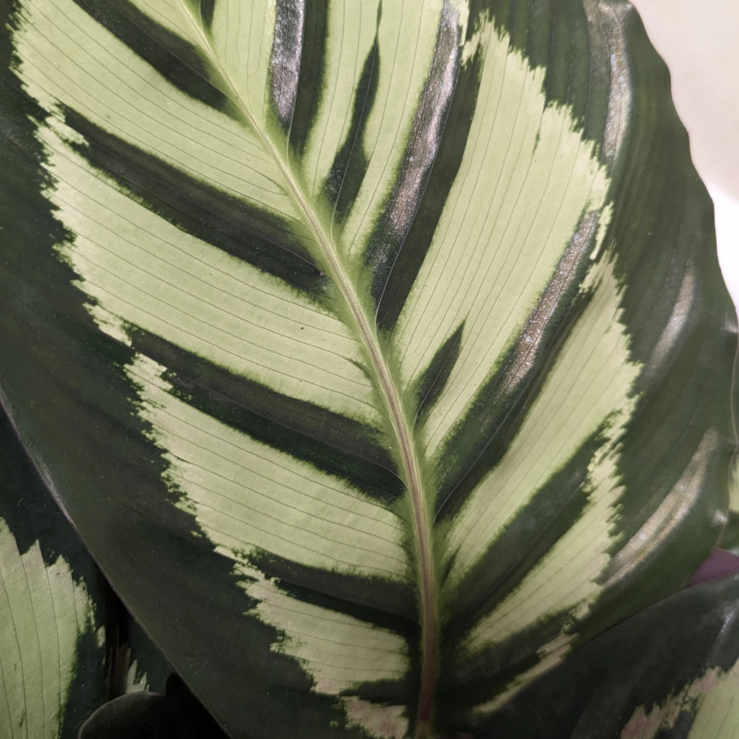 Calathea Roseopicta ‘Cora’ 7 Calathea Roseopicta ‘Cora’ - Image 7