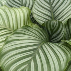 Calathea Orbifolia -Plant Discount Store CLO 6154514d69ffc