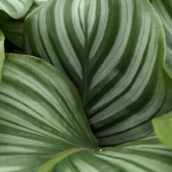 Calathea Orbifolia -Plant Discount Store CLO 615451888f994