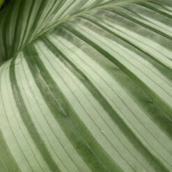 Calathea Orbifolia -Plant Discount Store CLO 6154518ba75e7
