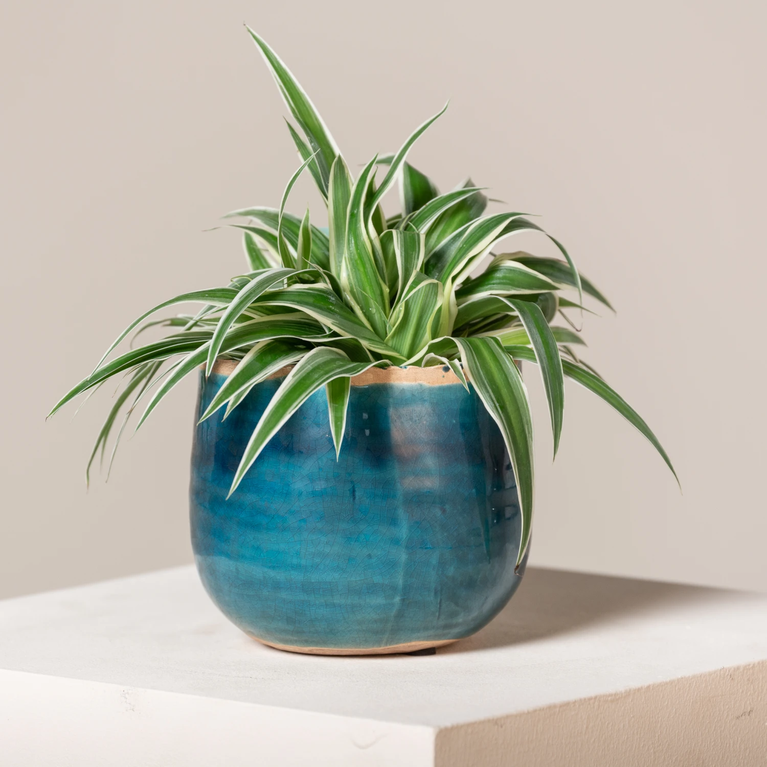 Chlorophytum Comosum ‘Ocean’ 1 Chlorophytum Comosum ‘Ocean’