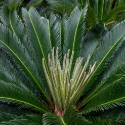Cycas Revoluta 20 Cycas Revoluta -Plant Discount Store CRE 1 3
