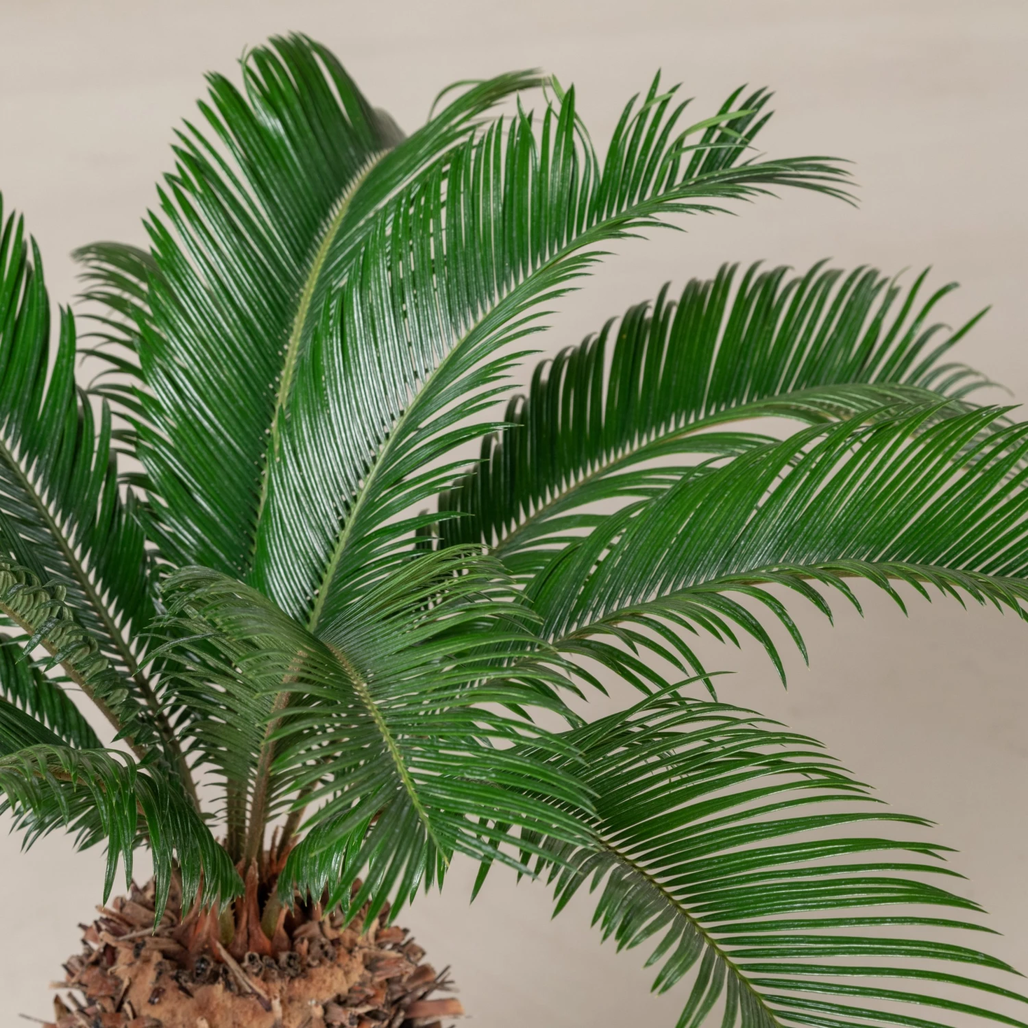 Cycas Revoluta 8 Cycas Revoluta - Image 8