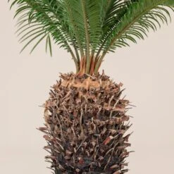 Cycas Revoluta 19 Cycas Revoluta -Plant Discount Store CRE 20 3 scaled 1