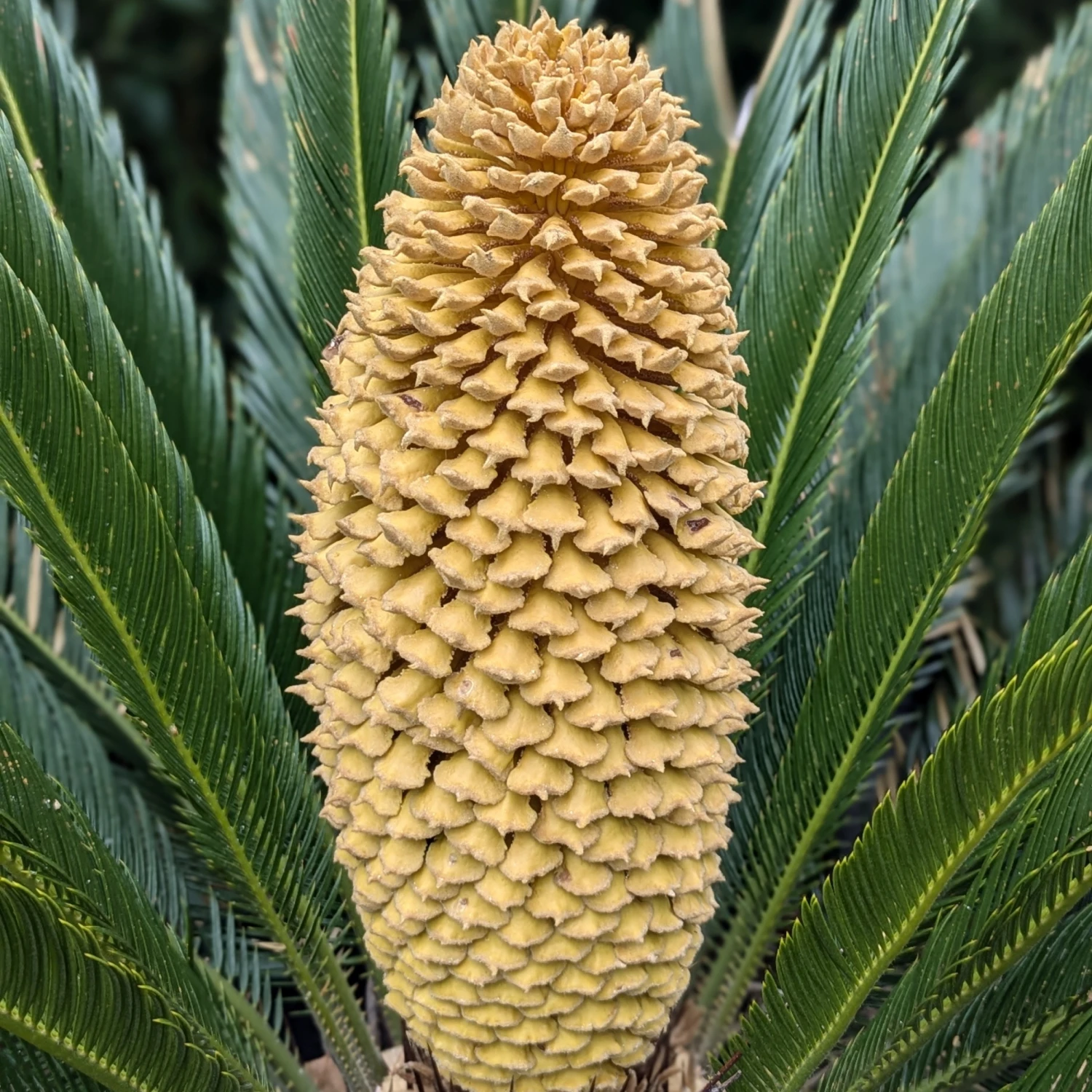 Cycas Revoluta 14 Cycas Revoluta - Image 14