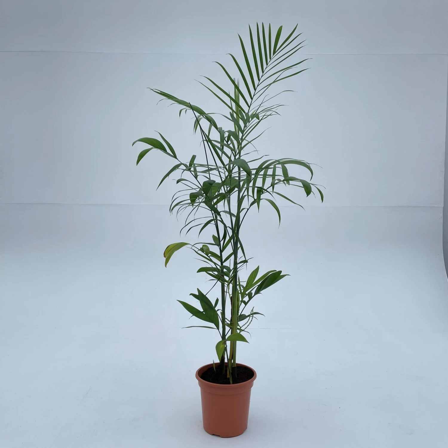 Chamaedorea Seifrizii 2 Chamaedorea Seifrizii - Image 2