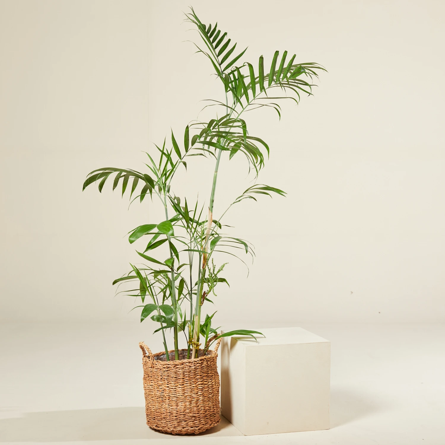 Chamaedorea Seifrizii 1 Chamaedorea Seifrizii