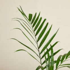 Chamaedorea Seifrizii 8 Chamaedorea Seifrizii -Plant Discount Store CSE 6138b97e9a1d5