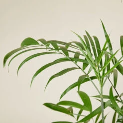 Chamaedorea Seifrizii 9 Chamaedorea Seifrizii -Plant Discount Store CSE 6138b980b6f13