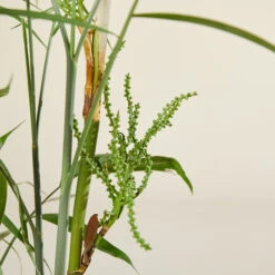 Chamaedorea Seifrizii 10 Chamaedorea Seifrizii -Plant Discount Store CSE 6138b9840ee55