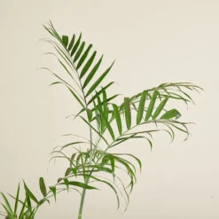 Chamaedorea Seifrizii 11 Chamaedorea Seifrizii -Plant Discount Store CSE 6138b987322a9