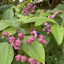 Clerodendrum Trichotomum āFargesiiā