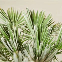 Chamaerops Humilis ‘Vigo’ 9 Chamaerops Humilis ‘Vigo’ -Plant Discount Store CUV 6138b7be877e4